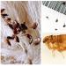 Why do you dream of fleas: interpretation according to different dream books