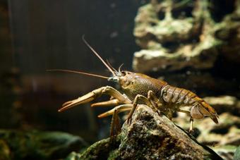 Unusual sea animals - aquarium crayfish