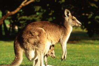 Pse ëndërroni për një kangur - interpretimi i gjumit