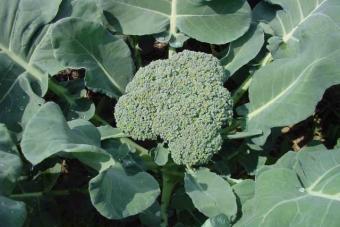 Evde kış için brokoli nasıl korunur Brokoli ne kadar dayanır?