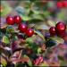 Τι είναι καλύτερο lingonberry ή cranberry για το κρυολόγημα Τι είναι καλύτερο για την αρτηριακή πίεση cranberry ή lingonberry