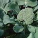 Ako uchovať brokolicu na zimu doma Ako dlho brokolica vydrží?